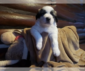 Main photo of Anatolian Shepherd Dog Breeder near LECANTO, FL, USA