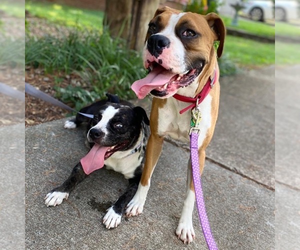 Medium Photo #1  Breeder Profile in EDEN, NC, USA