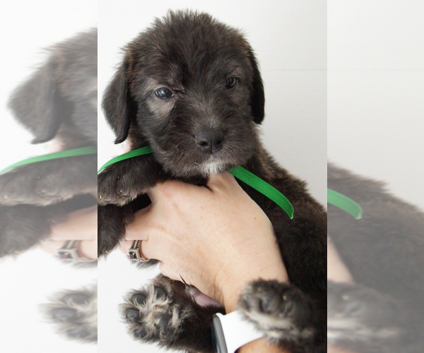 Medium Photo #3  Breeder Profile in PALM COAST, FL, USA
