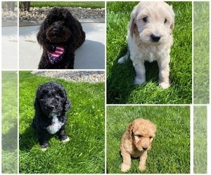 Goldendoodle (Miniature) Dog Breeder near FORT RECOVERY, OH, USA