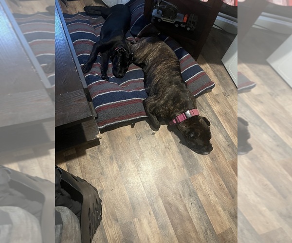Medium Photo #8  Breeder Profile in CROSS HILL, SC, USA