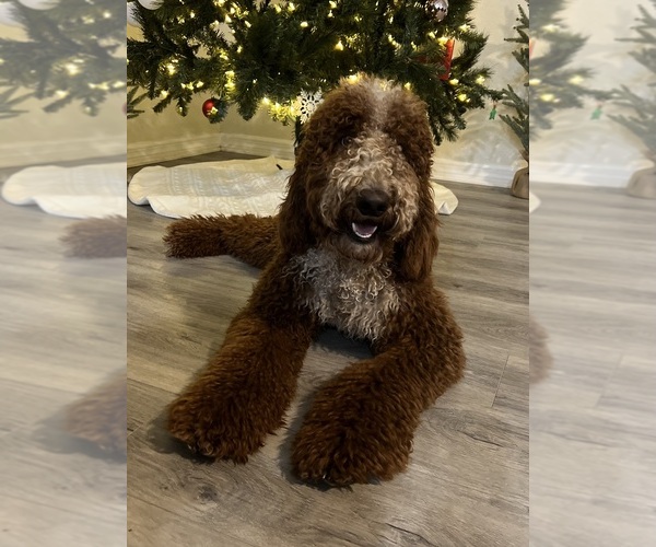 Medium Photo #4  Breeder Profile in SPRING HILL, FL, USA