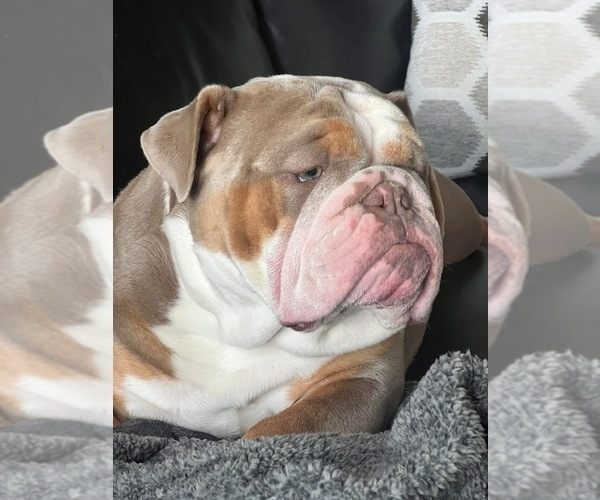 Medium Photo #4  Breeder Profile in MANSFIELD, TX, USA