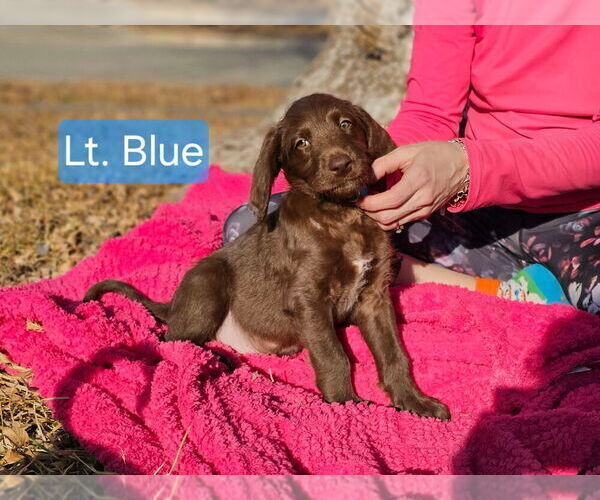 Medium Photo #10  Breeder Profile in SAN ANTONIO, TX, USA