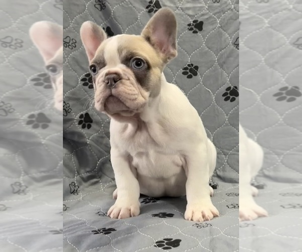 Medium Photo #6  Breeder Profile in FOUNTAIN CITY, IN, USA