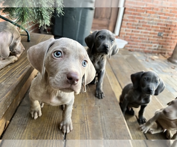 Medium Photo #1  Breeder Profile in HATTIESBURG, MS, USA