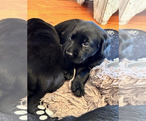 Medium Photo #5  Breeder Profile in BEAUFORT, NC, USA