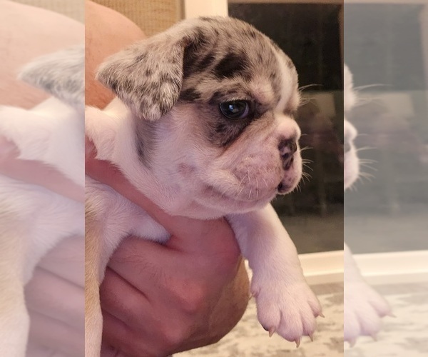 Medium Photo #41  Breeder Profile in CHINO HILLS, CA, USA