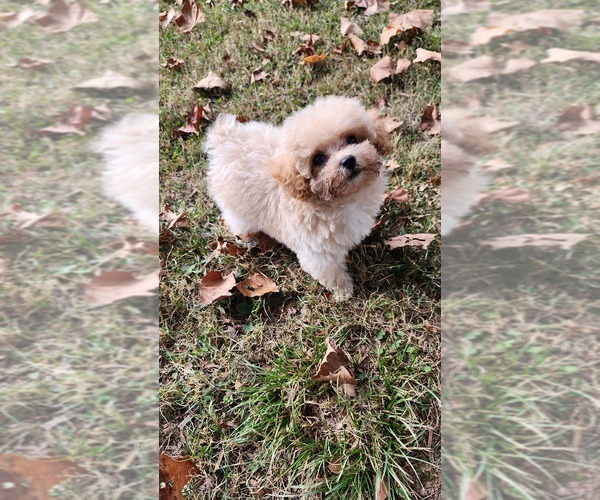 Medium Photo #9  Breeder Profile in ATLANTA, GA, USA