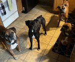 Small #9 Breeder Profile image