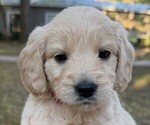 Small Photo #15  Breeder Profile in SAINT AUGUSTINE, FL, USA