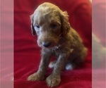 Small #7 Breeder Profile image