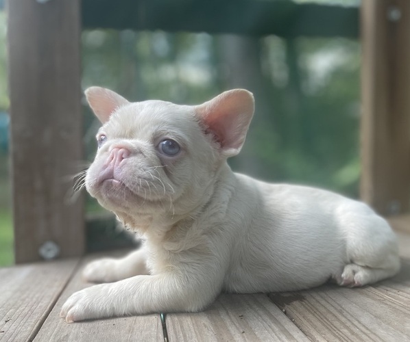 Medium Photo #1  Breeder Profile in JONESBORO, GA, USA