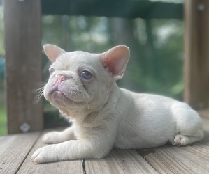 French Bulldog Dog Breeder near JONESBORO, GA, USA