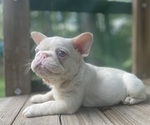 Small breeder photo