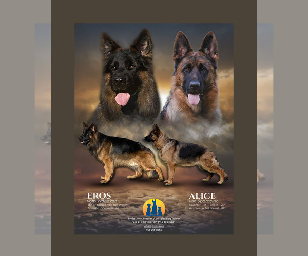 Medium Photo #7  Breeder Profile in WILDOMAR, CA, USA