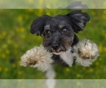 Small Photo #8  Breeder Profile in BARREN SPRINGS, VA, USA