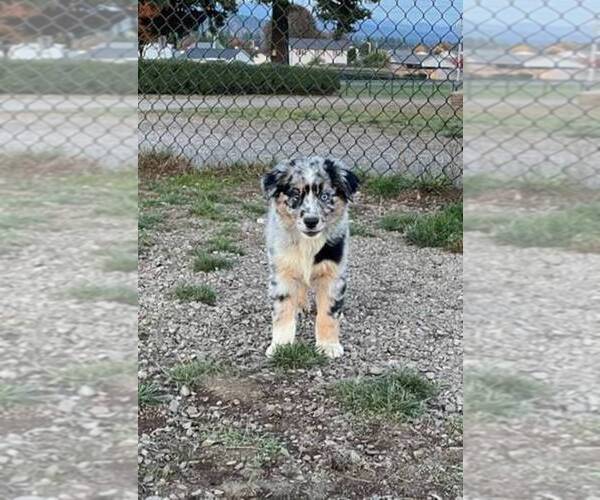 Medium Photo #1  Breeder Profile in COLTON, OR, USA