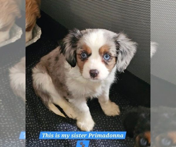Medium Photo #34  Breeder Profile in DECATUR, IL, USA