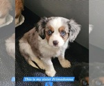 Small #33 Breeder Profile image