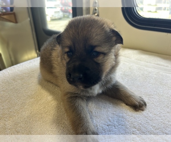 Medium Photo #37  Breeder Profile in DEMING, WA, USA