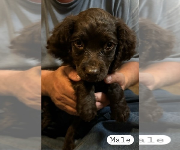 Medium Photo #2  Breeder Profile in NEWBERRY, SC, USA