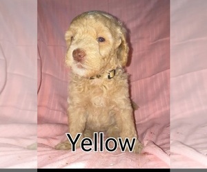 Goldendoodle (Miniature) Dog Breeder in HINCKLEY,  USA