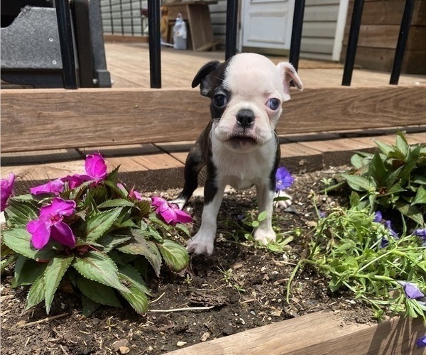 Medium Photo #3  Breeder Profile in FREDONIA, KS, USA
