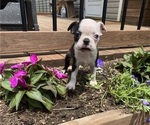 Small Photo #3  Breeder Profile in FREDONIA, KS, USA
