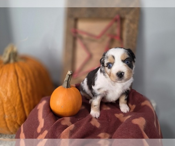 Medium Photo #4  Breeder Profile in RUSSELLVILLE, AL, USA