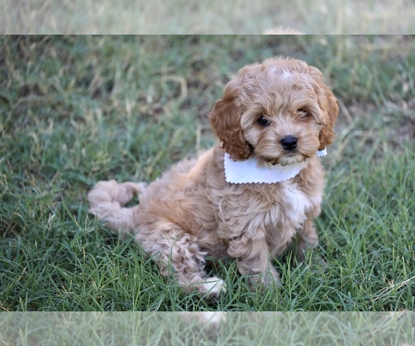 Medium Photo #1  Breeder Profile in EDMOND, OK, USA