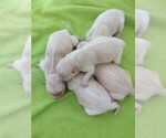 Small breeder photo