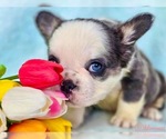 Small #2 Breeder Profile image