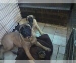 Small Photo #1  Breeder Profile in N LITTLE ROCK, AR, USA