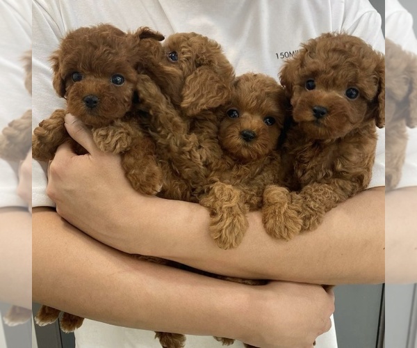Medium Photo #1  Breeder Profile in REDLANDS, CA, USA