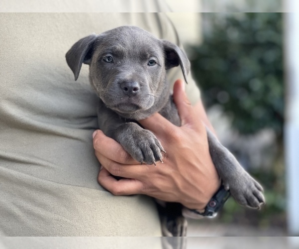Medium Photo #1  Breeder Profile in FAYETTEVILLE, NC, USA