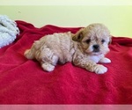 Small #1 Breeder Profile image