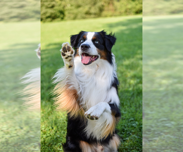 Medium Photo #17  Breeder Profile in GOSHEN, KY, USA