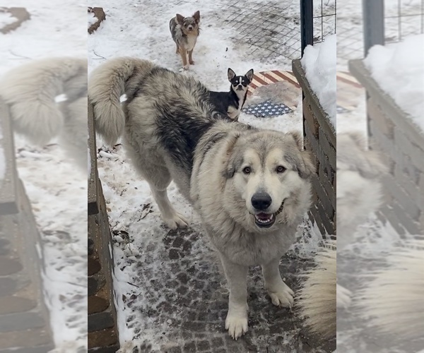 Medium Photo #16  Breeder Profile in TWINING, MI, USA