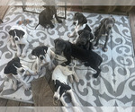 Small #21 Breeder Profile image