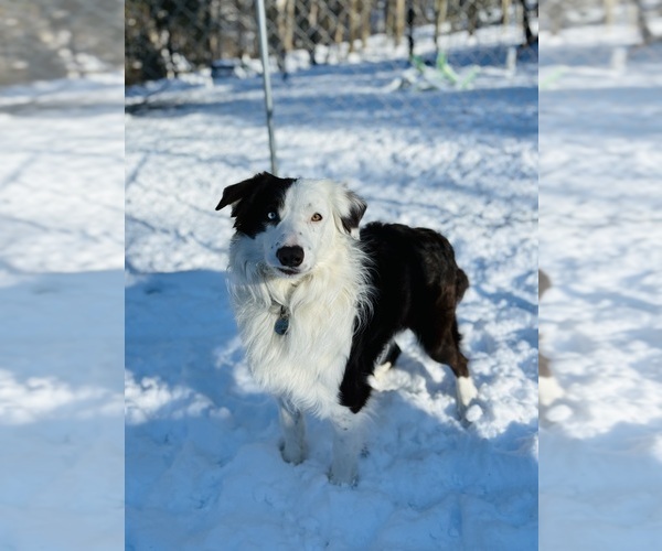 Medium Photo #4  Breeder Profile in DELTA, PA, USA