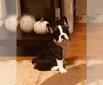 Small breeder photo