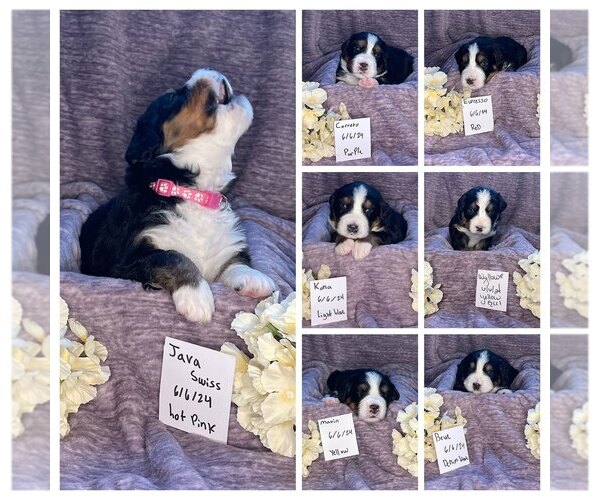 Medium Photo #1  Breeder Profile in LACEY, WA, USA