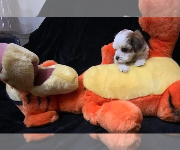 Medium Photo #1  Breeder Profile in VIRGINIA BEACH, VA, USA