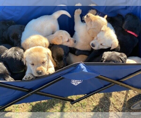 Medium Photo #4  Breeder Profile in STREETMAN, TX, USA