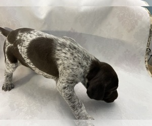 Main photo of German Shorthaired Pointer Dog Breeder near SPRINGFIELD, IL, USA