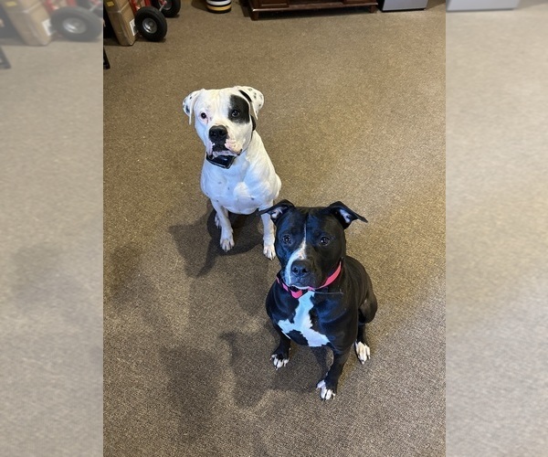 Medium Photo #2  Breeder Profile in AHOSKIE, NC, USA