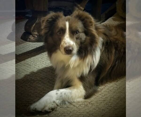Medium Photo #2  Breeder Profile in SEVERY, KS, USA