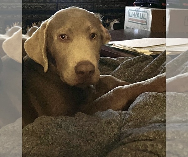 Medium Photo #1  Breeder Profile in MONROE, CT, USA