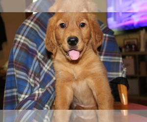 Golden Retriever Dog Breeder in MCMINNVILLE,  USA